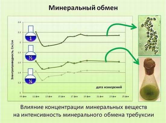 минеральный обмен