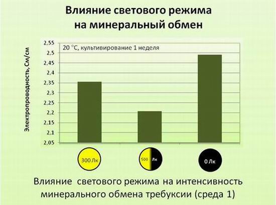 влияние светового режима