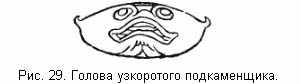 Голова узкоротого подкаменщика