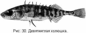 Девятииглая колюшка