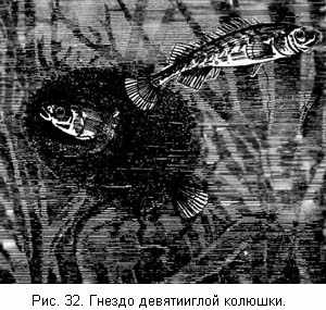 Гнездо девятииглой колюшки