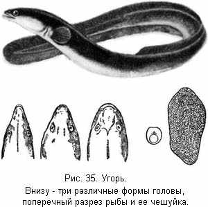 Угорь