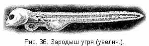 Зародыш угря (увелич.)