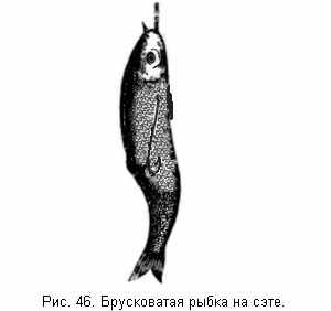 Брусковатая рыбка на сэте