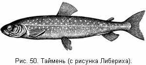 Таймень (с рисунка Либериха)