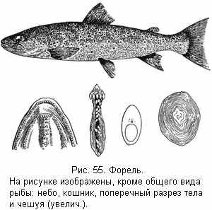 Форель