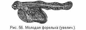 Молодая форелька (увелич.)