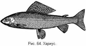 Хариус