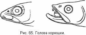 Голова корюшки