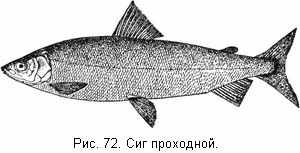 Сиг проходной