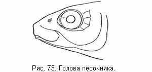 Голова песочника