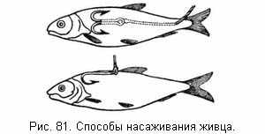 Способы насаживания живца