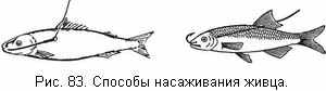 Способы насаживания живца