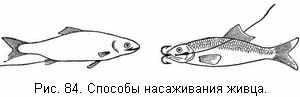Способы насаживания живца