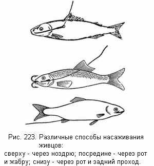 Различные способы насаживания живцов