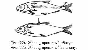 Живец