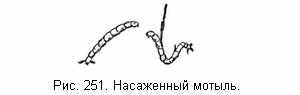 Насаженный мотыль