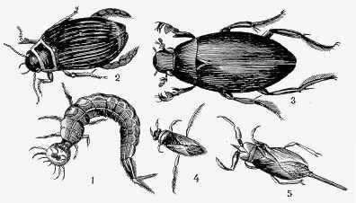 Водяные насекомые, питающиеся молодью рыб