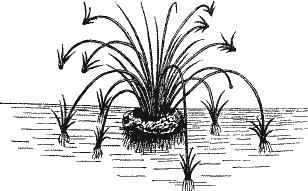 Изолепис — Isolepis prolifera