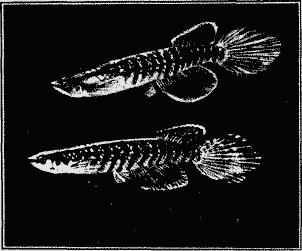 haplochilus fasciolatus