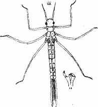 Личинка Calopleryx