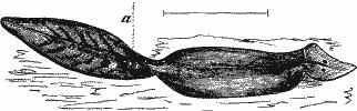 Planaria gonocephala